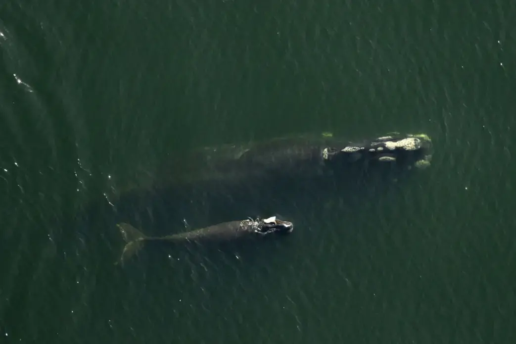 North Atlantic right whale mother, Derecha, swam with her injured calf. Image by David Abel. Image by Flordia Fish and Wildlife Commission. Canada, 2019. North Atlantic right whale mother, Derecha, swam with her injured calf. Image by David Abel. Image by Flordia Fish and Wildlife Commission. Canada, 2019.