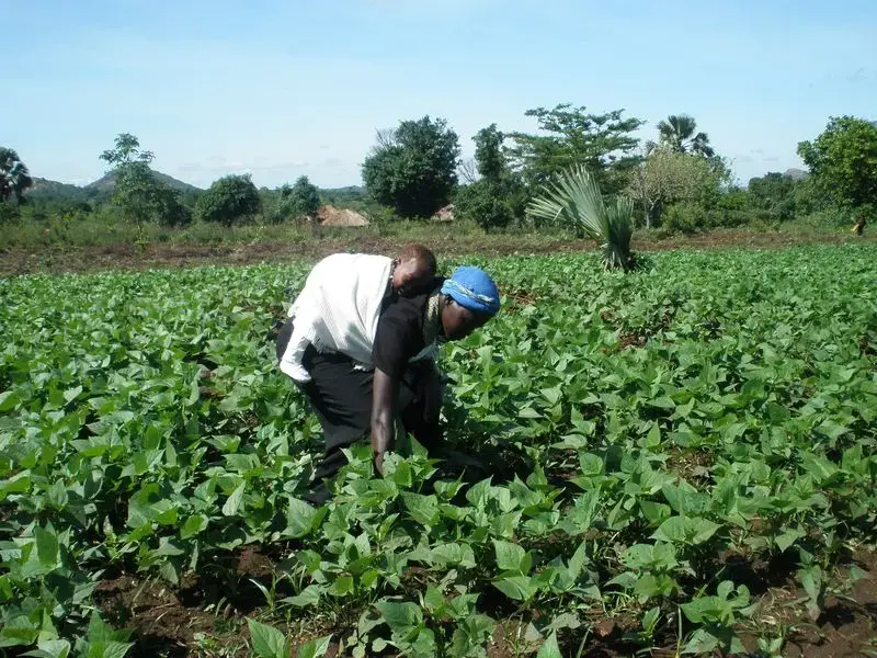 Harriet wades through a lush carpet of green plants with Abraham perched on her back, wrapped in a white blanket. Image by Roger Thurow. Uganda, 2013. Media file: thurow.jpg