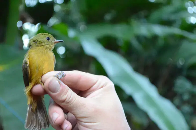 An ochre-bellied flycatcher (Mionectes oleagineus) in the hand of a field researcher. Image by Daniel Grossman. Image by Daniel Grossman.