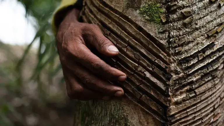 Seu Francisco is a rubber tapper and one of the 400 residents of the Guariba-Roosevelt Extractive Reserve -- he remains, even after a sharp drop in the price of natural latex. Mato Grosso, Brazil, 2020. Image by Ahmad Jarrah. Brazil, 2020. Seu Francisco is a rubber tapper and one of the 400 residents of the Guariba-Roosevelt Extractive Reserve -- he remains, even after a sharp drop in the price of natural latex. Mato Grosso, Brazil, 2020. Image by Ahmad Jarrah. Brazil, 2020.