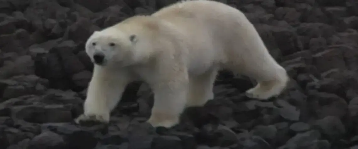 A hungry polar bear. Image by Jonathan Vigliotti. Greenland, 2014. Media file: vigliotti_1.jpg