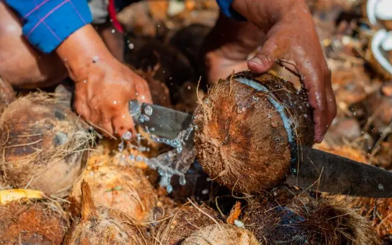 Despite the growing popularity of coconut-based products, coconut farmers in the Philippines and Indonesia struggle with income and production. Image by Nithin Coca. 2019. Despite the growing popularity of coconut-based products, coconut farmers in the Philippines and Indonesia struggle with income and production. Image by Nithin Coca. 2019.