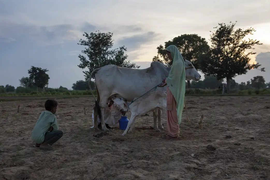 Image courtesy of Amit Madheshiya and Shirley Abraham. Image courtesy of Amit Madheshiya and Shirley Abraham.