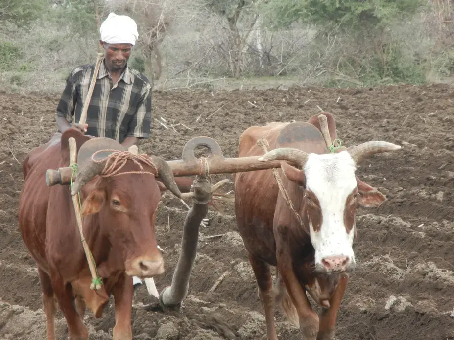 plowingground1_1.jpg Image by Philip Brasher. Ethiopia, 2014.