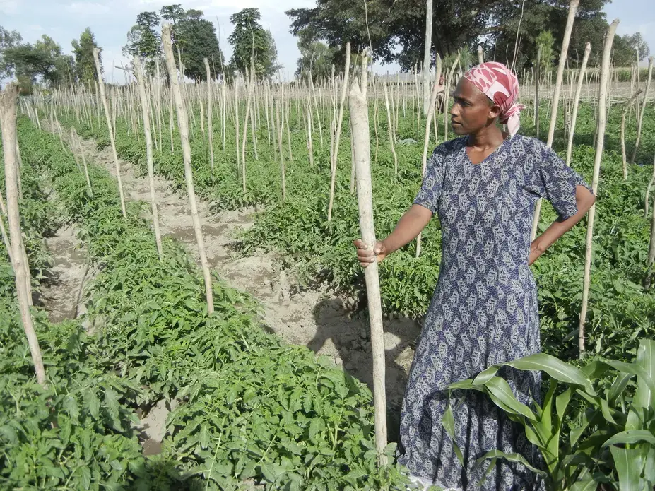 "Hero" farmer Rukiya Abenkeyir has not only improved her life through an irrigation project that emphasizes female empowerment, but she's also taken a leadership position among her peers. Image by Philip Brasher. Ethiopia, 2014. Media file: rukiya.jpg