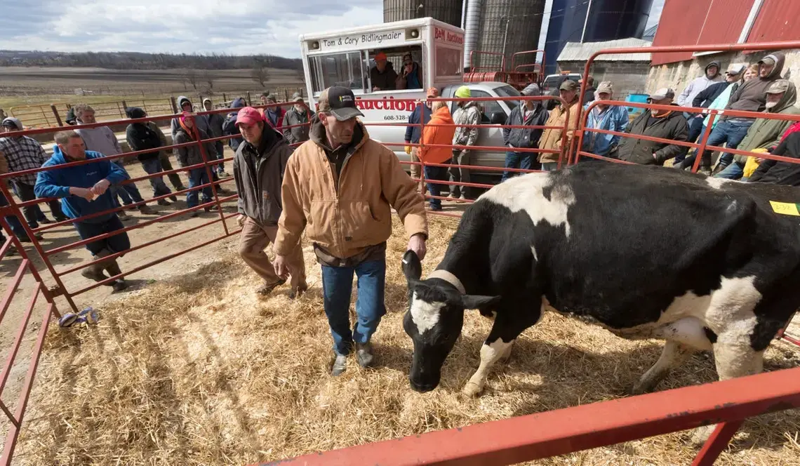 Robert 'Stretch' Hull, foreground, directs a cow in a pen while Cory Bidlingmaier looks for bidders during an auction at the farm of Dale and Marsha Ryan in Belleville. The Ryans sold off their dairy livestock and feed and will switch to farming corn, beans and some beef cattle. Tom and Cory Bidlingmaier, second and third generation auctioneers, view the current situation as an agricultural depression. Image by Mark Hoffman. United States, 2019.</p>
<p>A project in the Milwaukee Journal-Sentinel as part of the…