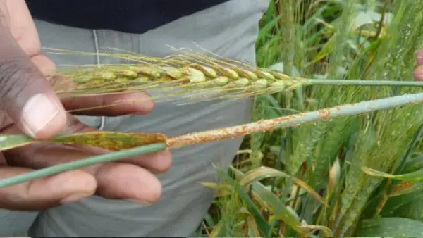 Wheat Stem Rust. Image by Fred de Sam Lazaro. Kenya, 2011. Media file: rust-1.jpg
