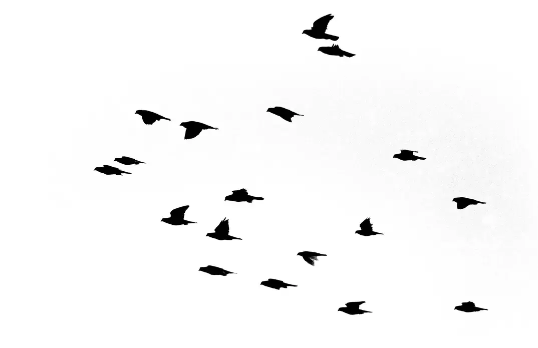 Birds of Charikar. Image by Seamus Murphy. Afghanistan, 2001. Media file: birds_1_hi_contrast_copy.jpg