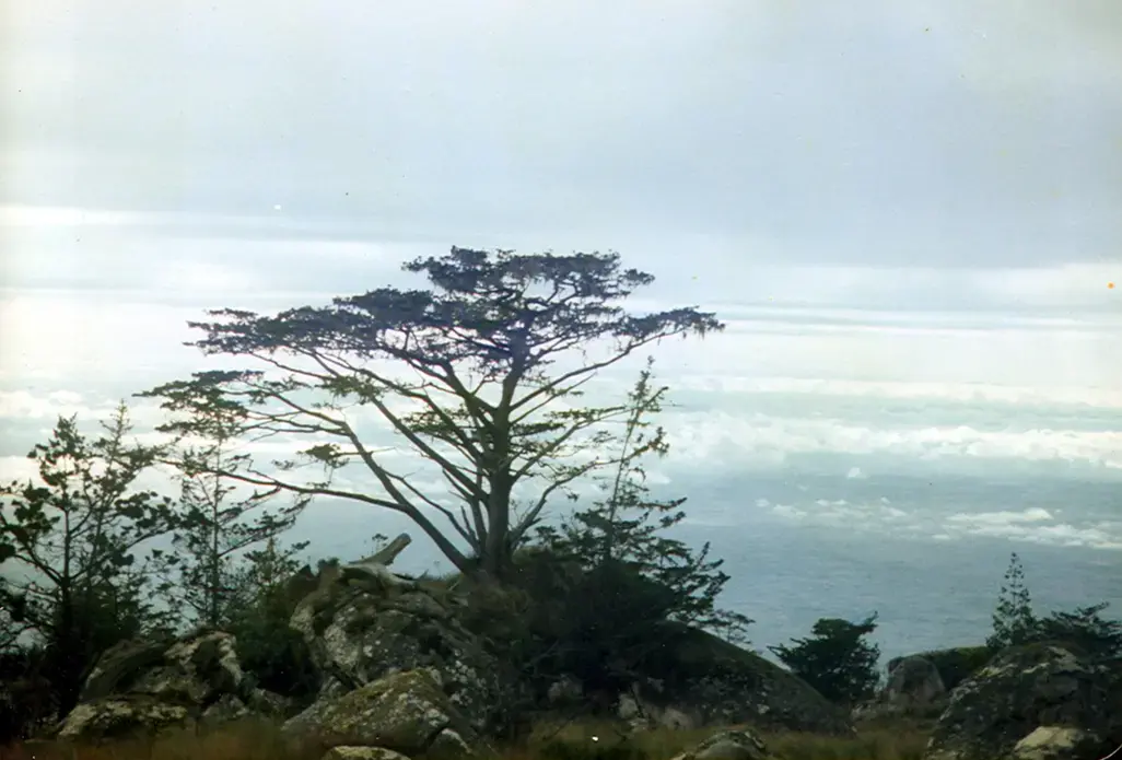 Malawi's national tree a Mulanje Cypress, on Mount Mulanje. This fast growing Widdringtonia whytei is an endangered species and like all local Cedars is the focus of strict conservation efforts. Image by Amanita Phalloides, de.wikipedia/Wikimedia Commons. Malawi, 1984. Media file: widdringtonia_whytei_mulanje_malawi.jpg