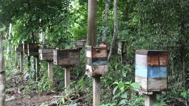 Stingless bee production has plummeted in the Belterra region and became economically unsustainable. Image by Gabriel Siqueira/BBC. Brazil, undated. Stingless bee production has plummeted in the Belterra region and became economically unsustainable. Image by Gabriel Siqueira/BBC. Brazil, undated.