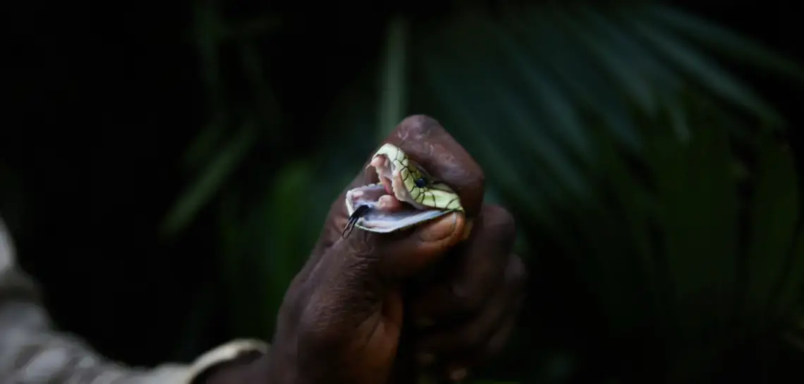 A venomous snake in the DRC. Image by Hugh Kinsella Cunningham. Democratic Republic of the Congo, 2019. A venomous snake in the DRC. Image by Hugh Kinsella Cunningham. Democratic Republic of the Congo, 2019.