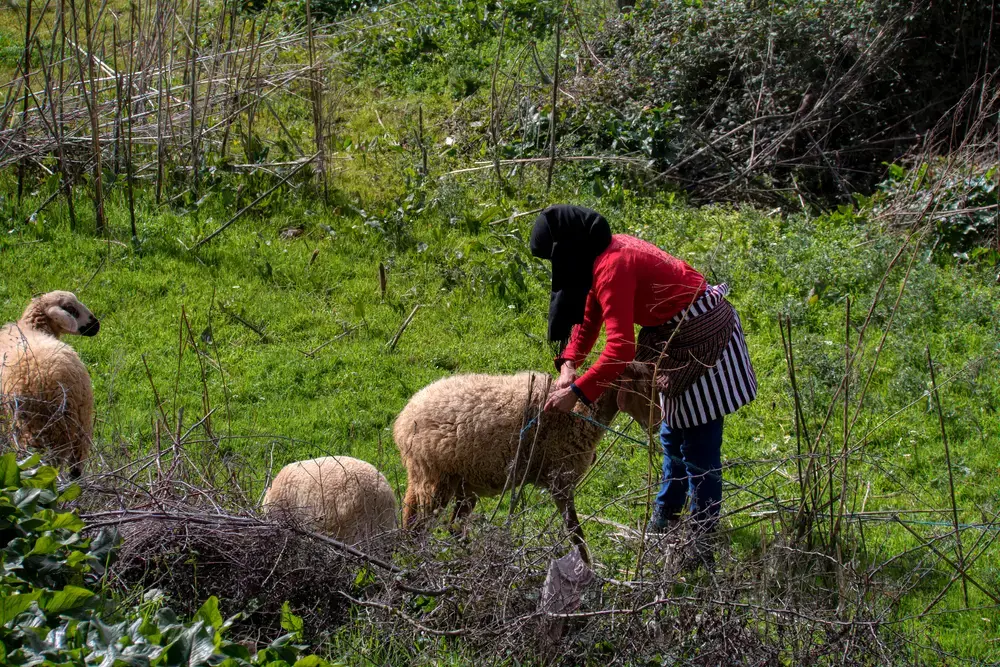 A Moroccan shepherd woman tending her sheep. Image by Juan Antonio Orihuela / Shutterstock. Morocco, 2017.