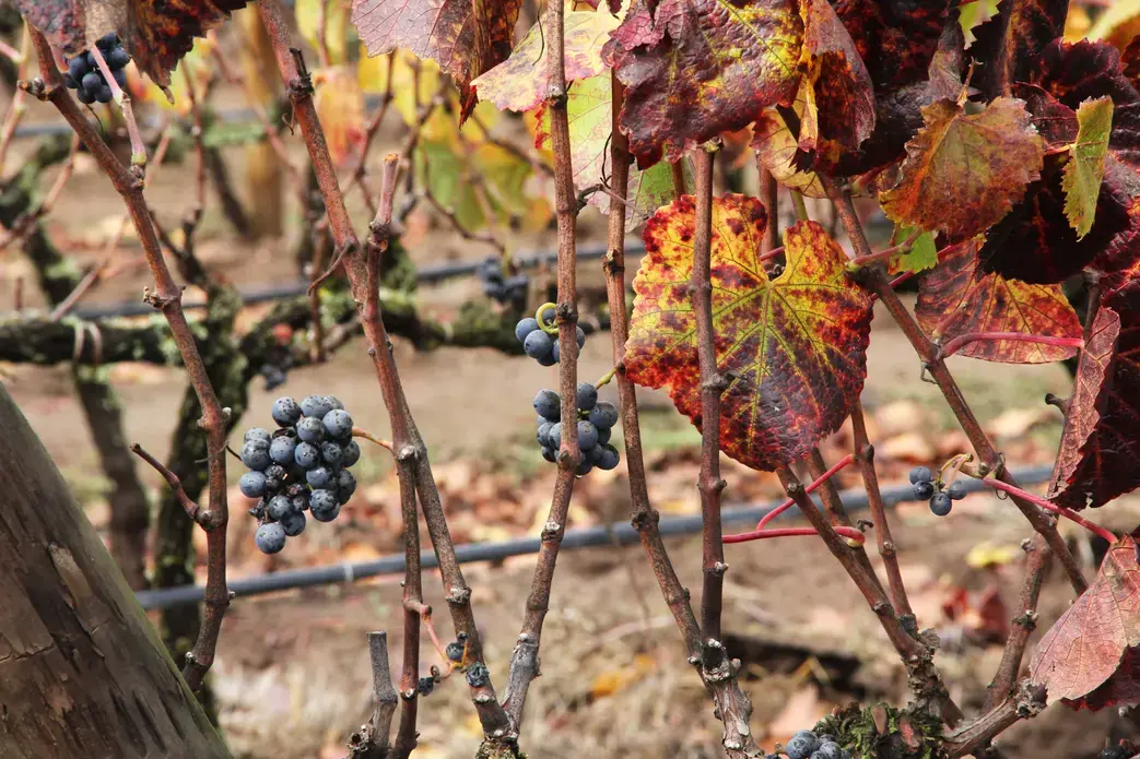 Grape vines at Kingston Family Vineyards. Image by Taylor Lord. Chile, 2017.