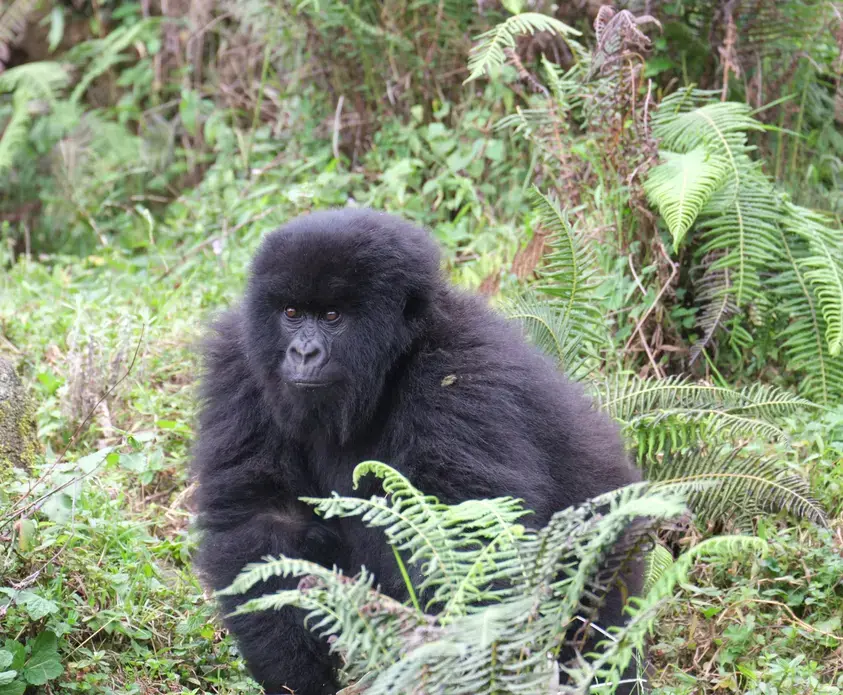 A mountain gorilla in Volcanoes National Park, Rwanda. Image by Elham Shabahat. Rwanda, 2017. A mountain gorilla in Volcanoes National Park, Rwanda. Image by Elham Shabahat. Rwanda, 2017.
