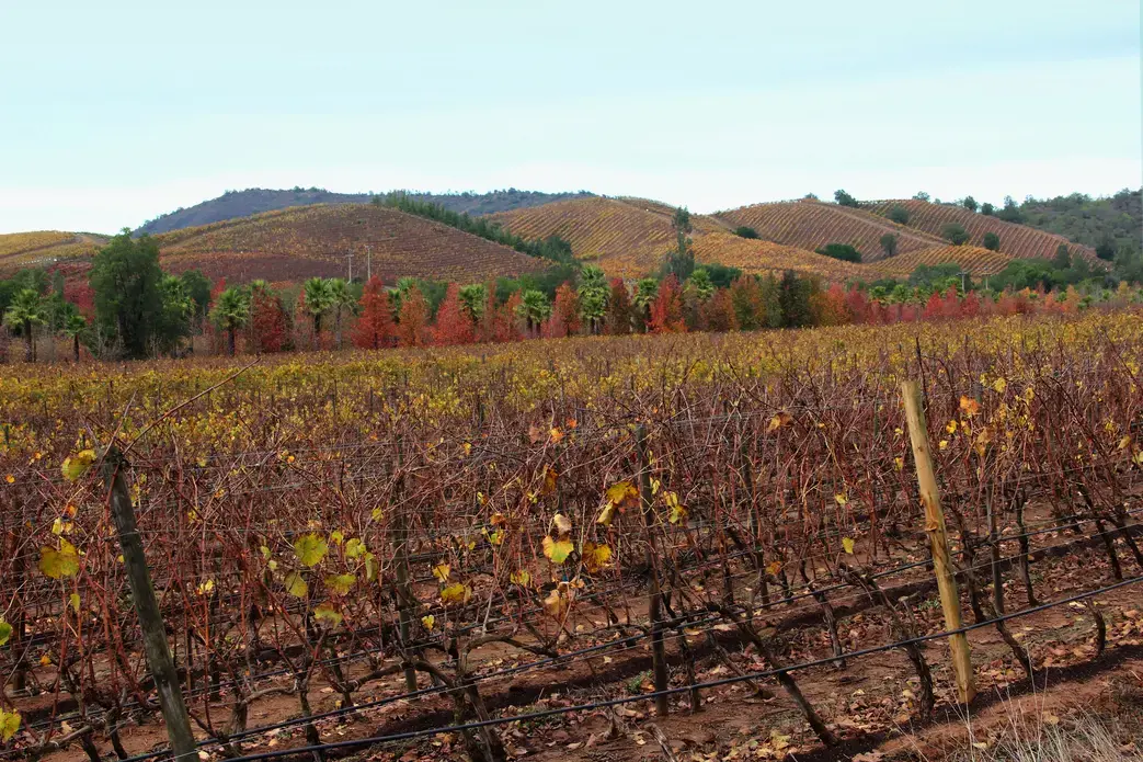 Kingston Family Vineyards. Image by Taylor Lord. Chile, 2017.