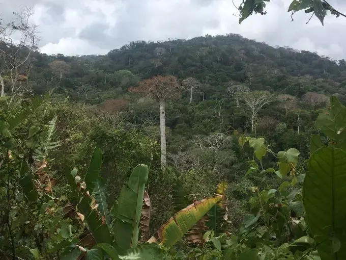 The jungle near Triganá, Colombia, once a guerrilla stronghold and now open for scientific research. Image by Lizzie Wade. Colombia, 2018.