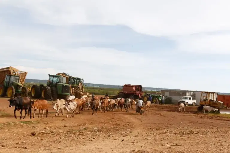 Tractors and other heavy agricultural equipment that are lying idle in the yard of Dominion Farms Limited. Image by Geoffrey Kamadi. Keyna, 2019.