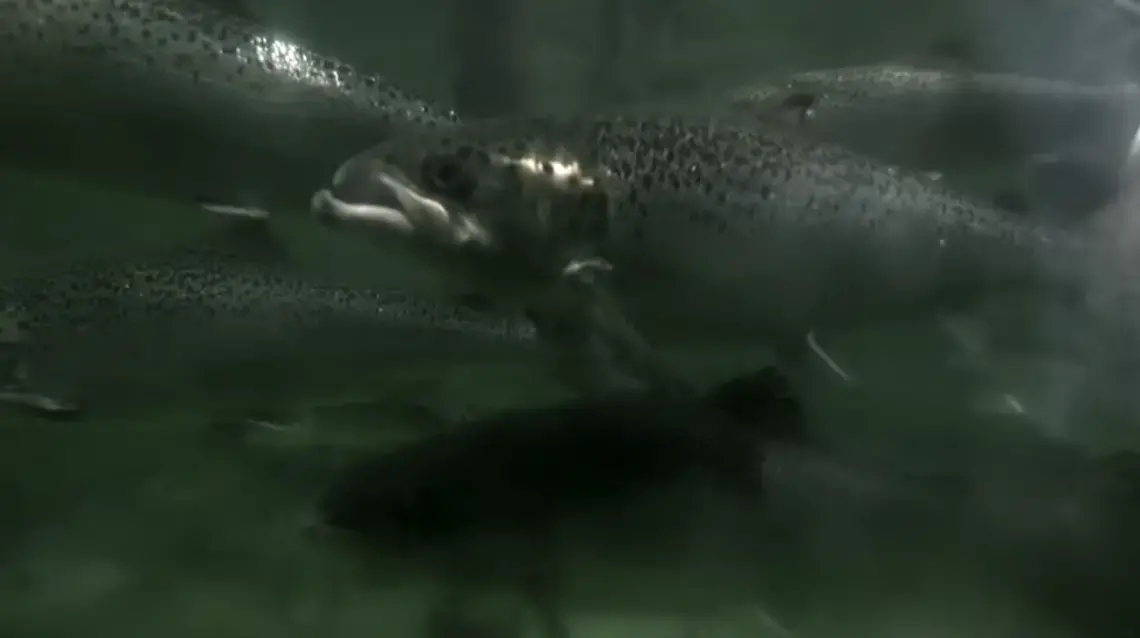 Salmon are a critical worldwide food source. Image by PBS NewsHour Weekend. Canada, 2019. Salmon are a critical worldwide food source. Image by PBS NewsHour Weekend. Canada, 2019.