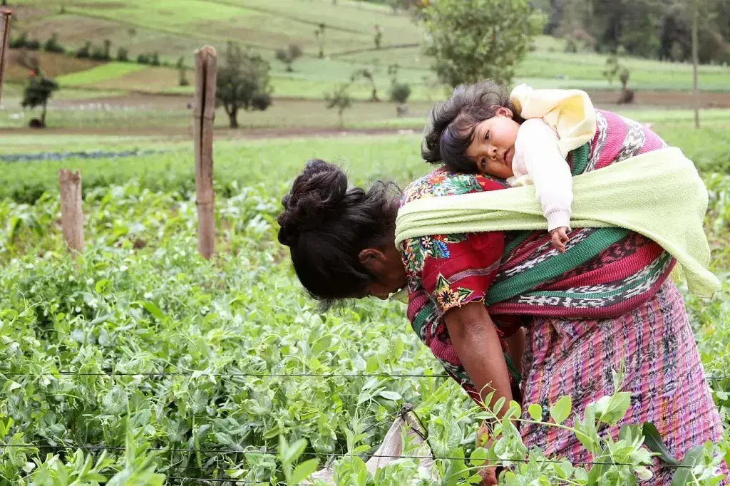 Maria Pilar, with 5-month-old Blanca on her back, weeds a field of peas. While she works this crop to harvest for export, she doesn’t use the vegetables in her own diet. And that’s one of many reasons for the 70 to 80 percent childhood malnutrition rates in rural Guatemala. Image by Hari Sreenivasan. Guatemala, 2014. Media file: guate_woman2-1024x682.jpg