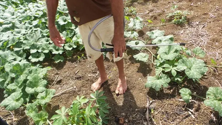 Antônio Carlos Alexandre do Nascimento, 51, applies streams of pesticide using application equipment that he carries on his back in his field. Image by Elizabeth Oliveira. Brazil, undated.