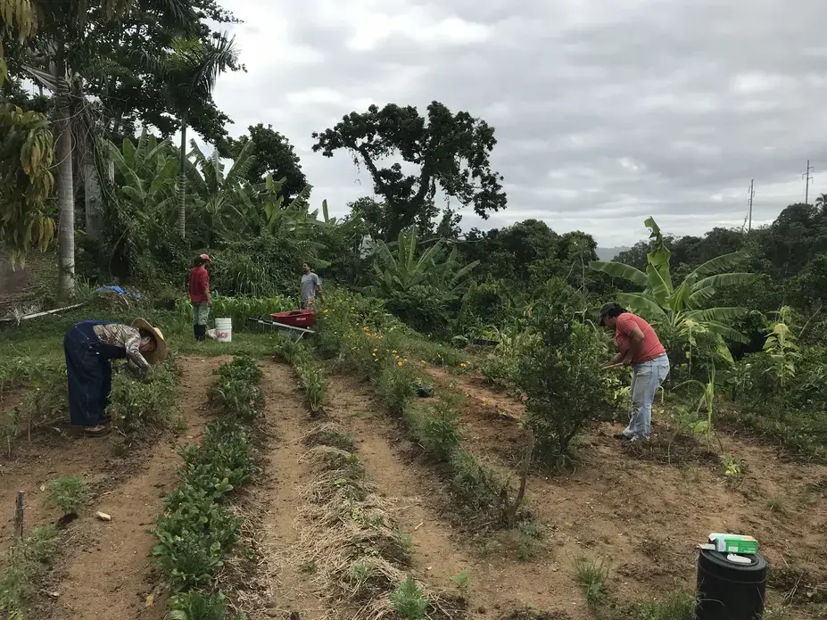 Members of Brigada Solidaria del Oeste plant and harvest vegetables for nearby communities. Image by Tomas Woodall Posada. United States, 2018.
