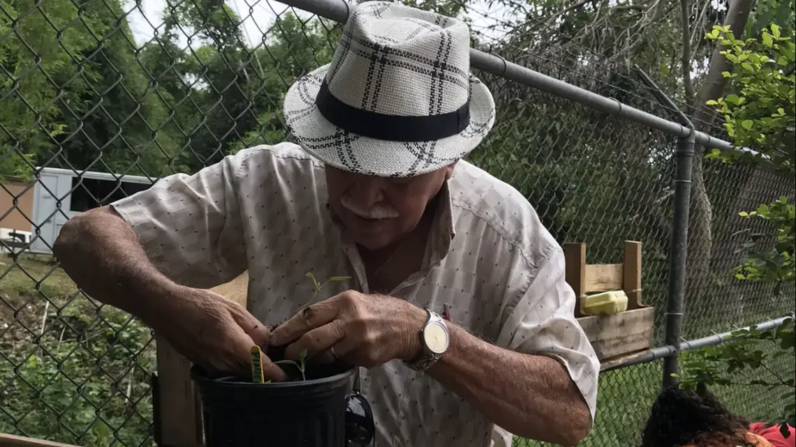 A senior resident (who wishes to stay anonymous) plants a vegetable seedling given to him by Brigada Solidaria del Oeste. Image by Tomas Woodall Posada. United States, 2018.