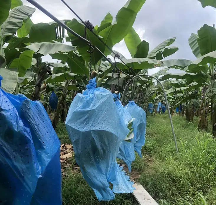 The bananas are transported to the onsite processing facility by what's known as the 'banana train.' Image by Madison Stewart. Costa Rica, 2019. 