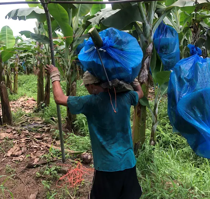 A young boy, 16, harvests the bananas, which can weigh up to 60 pounds. Image by Madison Stewart. Costa Rica, 2019. A young boy, 16, harvests the bananas, which can weigh up to 60 pounds. Image by Madison Stewart. Costa Rica, 2019.