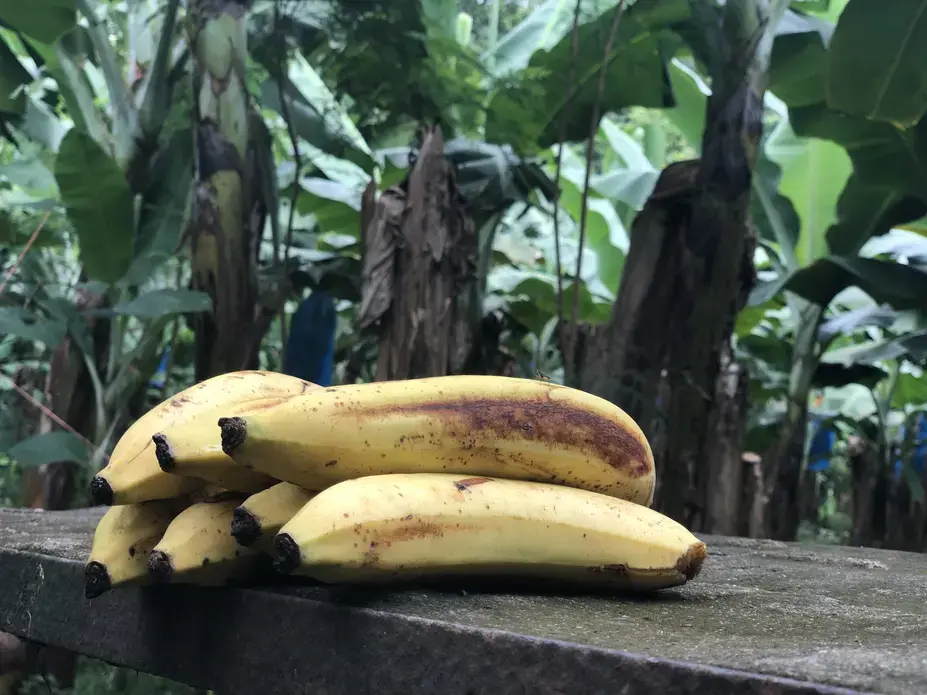 Sustainably grown bananas at Rio Sixaola Plantation in BriBri. Image by Madison Stewart. Costa Rica, 2019.