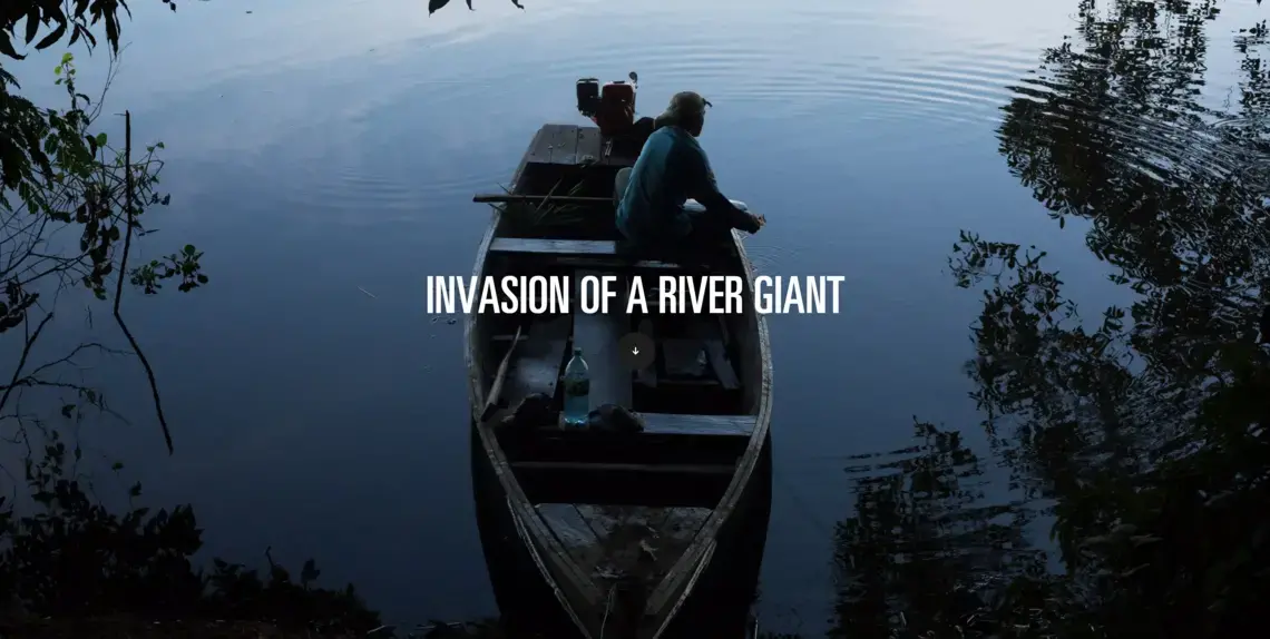 After a devastating flood breached a fish farm in Peru in the 70s, the paiche has invaded a quarter of Bolivia’s Amazon, upending a delicate ecosystem and remaking a regional economy. Image by Felipe Luna. Bolivia, 2018.