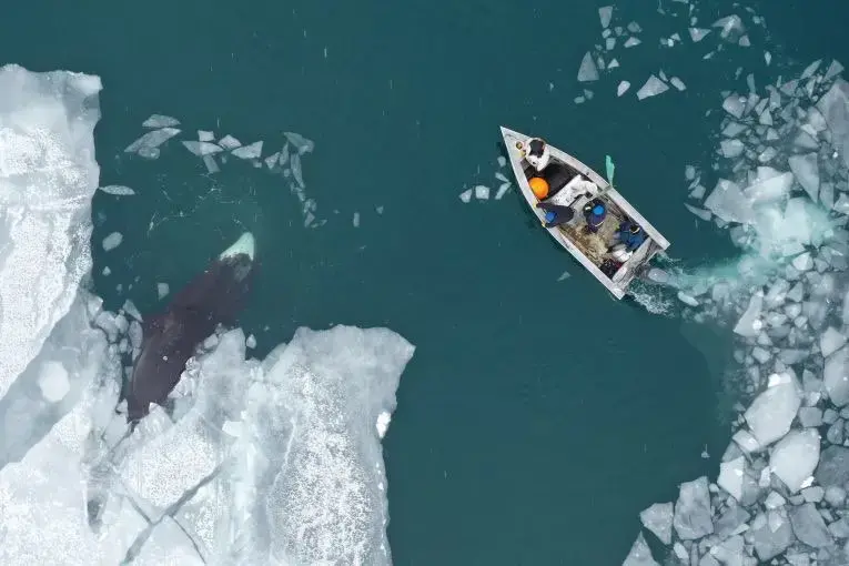 Anagi Crew hunts a 30-foot male bowhead whale on the Bering Sea in an umiaq, a small sealskin boat that is prized for its light weight, stealthy movement and respect for tradition. Image by Yves Brower. United States, undated. Anagi Crew hunts a 30-foot male bowhead whale on the Bering Sea in an umiaq, a small sealskin boat that is prized for its light weight, stealthy movement and respect for tradition. Image by Yves Brower. United States, undated.