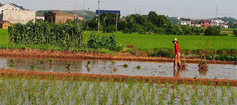 A farmer planting rice in Hunan Province's You County, where high levels of cadmium and lead have been found in the soil. Image by He Guangwei for Yale Environment 360. China, 2014. Media file: china_pollution.jpg
