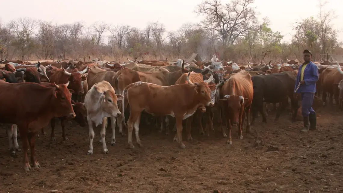 Still from the video. Media file: judithschwartz.png