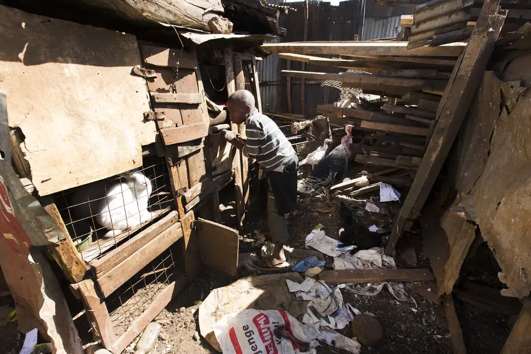Paul Mugai Ngage walks around the walled-in yard surrounding his home in the Kawangware slum in Nairobi, Kenya. The couple and their extended family live with the some of their children and grandchildren in a house with a corrugated metal roof and a yard filled livestock including sheep, goats, rabbits, ducks, dogs, and chickens. Image by Mark Hoffman. Kenya, 2017.