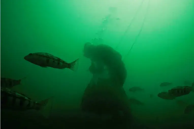 A hookah diver with a bag of callo de hacha, a mollusk native to the Sea of Cortez. Image by Dominic Bracco II. Sea of Cortez, 2013. Media file: erikvance.jpg
