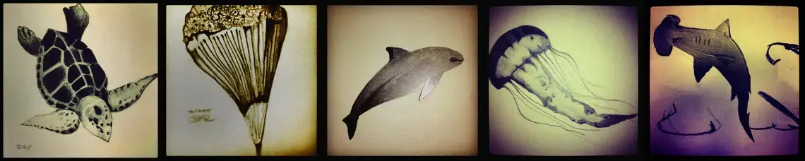 From left, sea turtle, callo, vaquita, jelly, hammerhead, (sea cucumber and shrimp not shown). Sketches by Dominic Bracco II. Mexico, 2013. Media file: fishcomposite.jpg