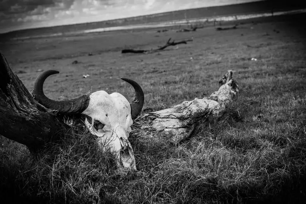Animal skull on a conservation. Image by Martin Totland. South Africa, 2017. Animal skull on a conservation. Image by Martin Totland. South Africa, 2017.
