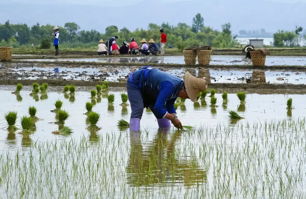 Chinese farmers work in a rice field in Dali. Image by Hung Chung Chih / Shutterstock. China, 2010. Chinese farmers work in a rice field in Dali. Image by Hung Chung Chih / Shutterstock. China, 2010.