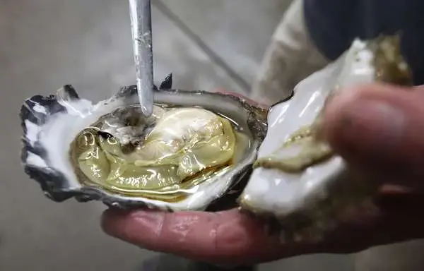 Ed Jones, manager at the Taylor Shellfish Hatchery in Hood Canal’s Dabob Bay, pries open an oyster. Ocean acidification is believed to have killed billions of oysters in the Pacific Northwest waters since 2005. Image by Steve Ringman. Hawaii, 2013. Media file: c87760809047b61edf19bec59dd5af87.jpg