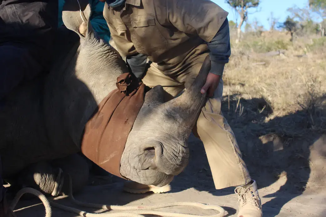 It takes an army to maintain rhinos on a reserve. Captured here, the entire team works with wildlife veterinarian Dr. Fowlds to push a rhino onto its stomach to keep its lungs from collapsing during a small procedure. On average, a white rhino weighs around 4,000 lbs. Image by Kelsey Emery. South Africa, 2017. It takes an army to maintain rhinos on a reserve. Captured here, the entire team works with wildlife veterinarian Dr. Fowlds to push a rhino onto its stomach to keep its lungs from collapsing during a small procedure. On average, a white rhino weighs around 4,000 lbs. Image by Kelsey Emery. South Africa, 2017.