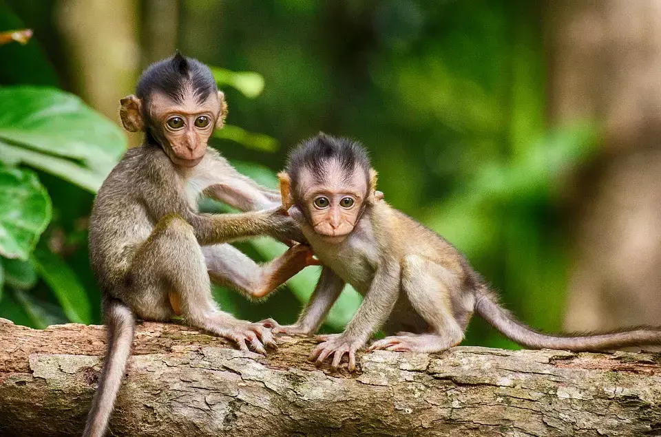 Monkeys in wildlife. Image by Pixabay. 2017. Monkeys in wildlife. Image by Pixabay. 2017.