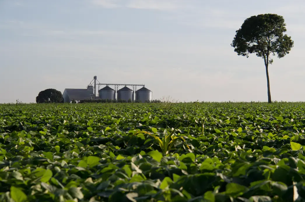 Silos to conserve soybeans and corn on the outskirts of Sinop, next to a soybean cultivation field where only a chestnut tree over 40 meters tall has survived from the Amazon rain forest that existed before. Image by Heriberto Araújo. Brazil, undated. Silos to conserve soybeans and corn on the outskirts of Sinop, next to a soybean cultivation field where only a chestnut tree over 40 meters tall has survived from the Amazon rain forest that existed before. Image by Heriberto Araújo. Brazil, undated.