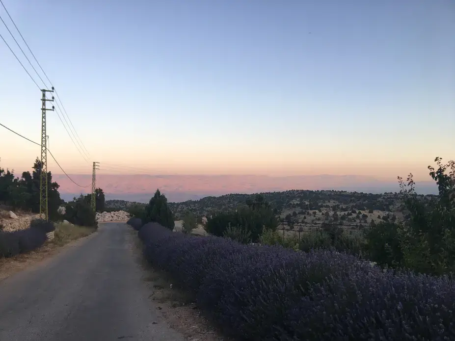 In Berqa, a village in the northern Bekaa Valley, juniper trees and lavender line the road. Image by Catherine Cartier. Lebanon, 2019. In Berqa, a village in the northern Bekaa Valley, juniper trees and lavender line the road. Image by Catherine Cartier. Lebanon, 2019.