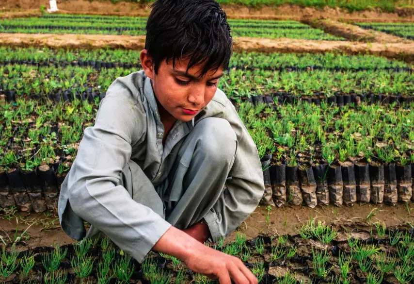 Nurseries are being developed with the help of local communities in Khyber Pakhtunkhwa as part of the Billion Trees Tsunami Project. Image by Sarah Caron. Pakistan, 2019. Nurseries are being developed with the help of local communities in Khyber Pakhtunkhwa as part of the Billion Trees Tsunami Project. Image by Sarah Caron. Pakistan, 2019.