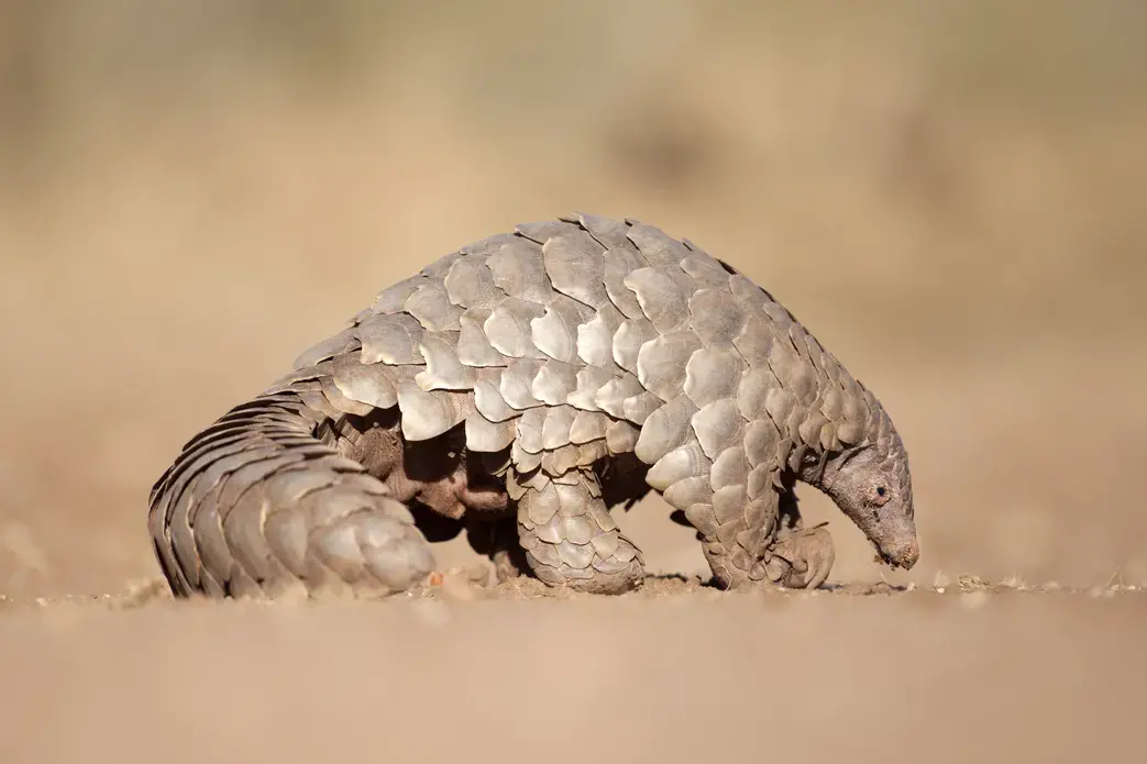 A pangolin searches for ants. Image by 2630ben / Shutterstock. Undated.
