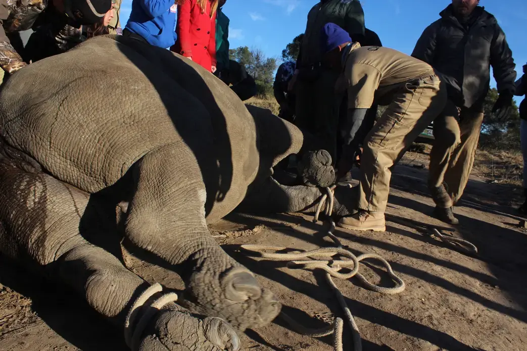 Wildlife Poaching Could Mean the End of Conservation | Pulitzer Center