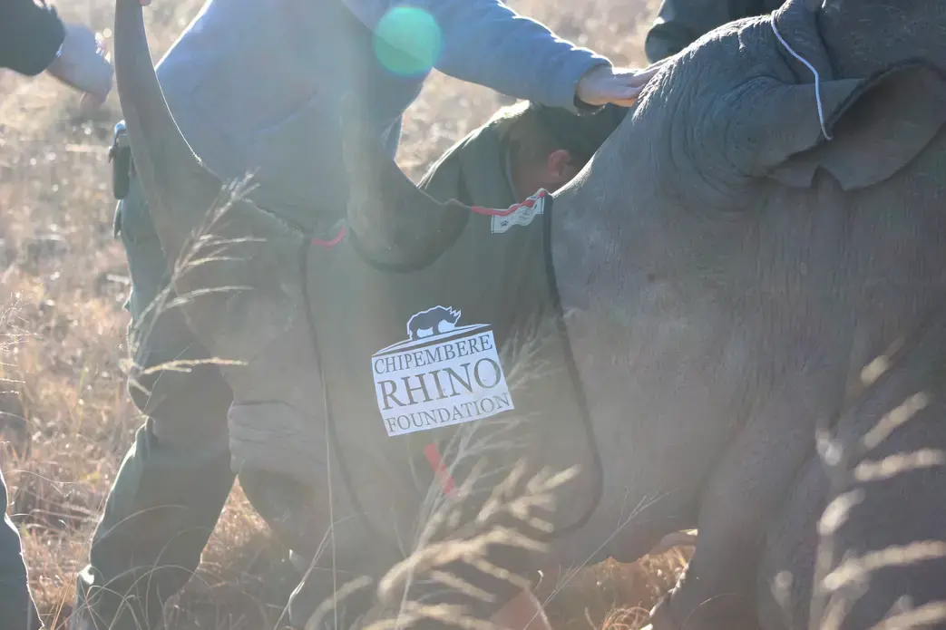 The white rhino—"our final hope." Image by Kelsey Emery. South Africa, 2017.