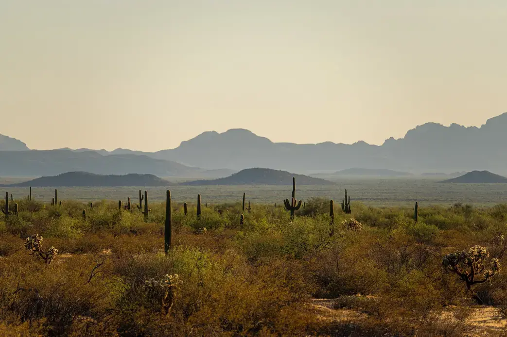 The Sonoran Desert in Arizona, where slightly less than half of all migrant deaths occur, trying to make their way to the United States. Image by Kevin Cooley/The New York Times. United States, undated. The Sonoran Desert in Arizona, where slightly less than half of all migrant deaths occur, trying to make their way to the United States. Image by Kevin Cooley/The New York Times. United States, undated.