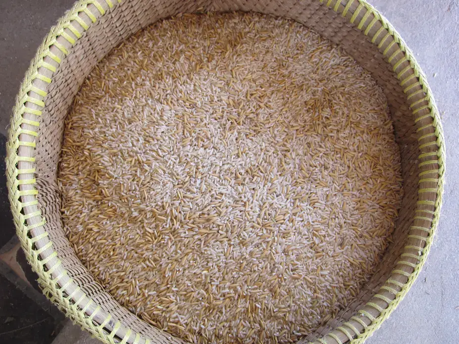 Freshly processed brown rice. Image by Kounila Keo. Media file: img_0485.jpg