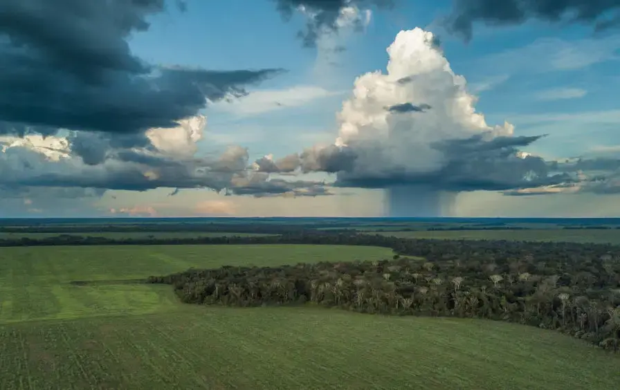 Mushrooming disaster: Thanks to logging, cattle ranching, and industrial agriculture, 16 percent of the Amazon has already been deforested. Image by Sam Eaton. Brazil, 2018. Mushrooming disaster: Thanks to logging, cattle ranching, and industrial agriculture, 16 percent of the Amazon has already been deforested. Image by Sam Eaton. Brazil, 2018.